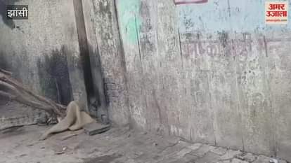 Jhansi: Crocodile reaches near villager's house, rescued by forest department