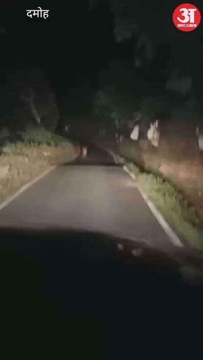 Damoh News: A leopard came in front of a car on the Damoh Jabalpur road