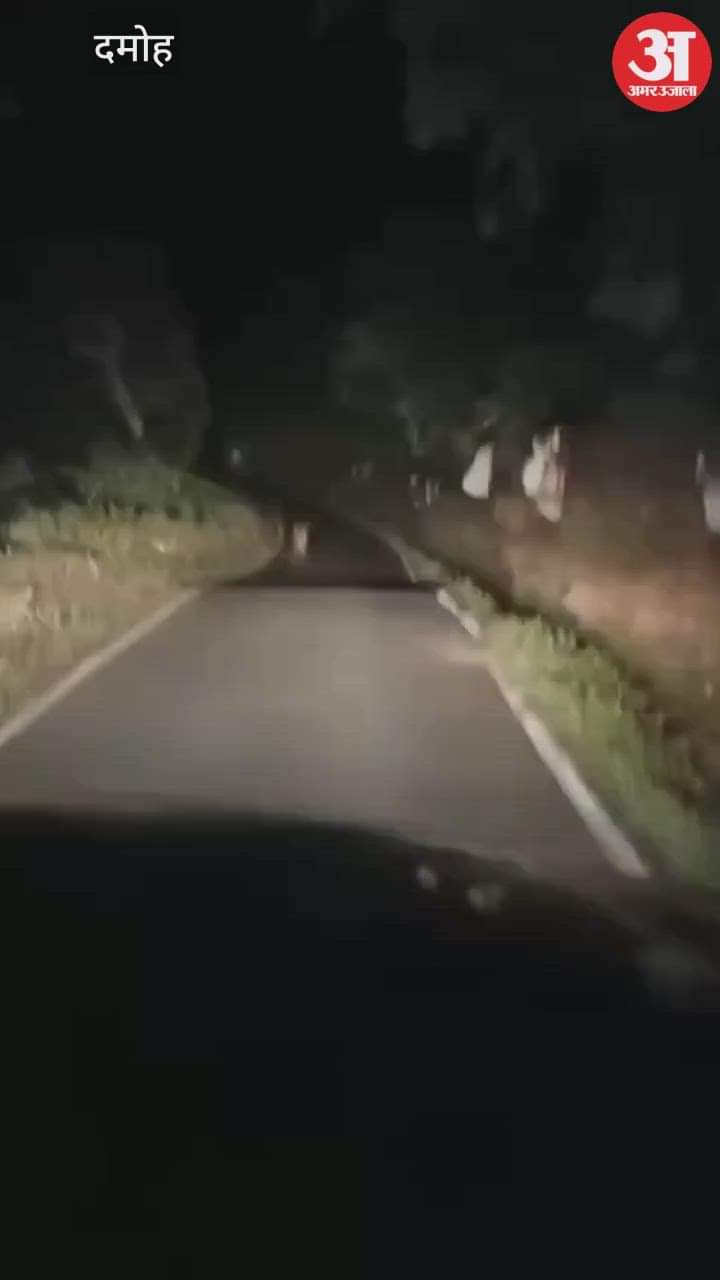 Damoh News: A leopard came in front of a car on the Damoh Jabalpur road