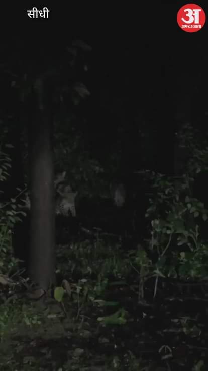 Sidhi News: Leopard Spotted in Buffer Zone with Two Cubs, Video Goes Viral, Forest Department Issues Warning