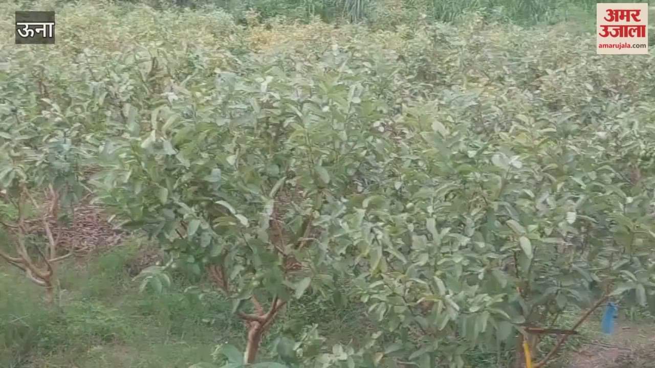 A guava orchard flourished on barren land thanks to the hard work of 65-year-old farmer Ajmer Singh