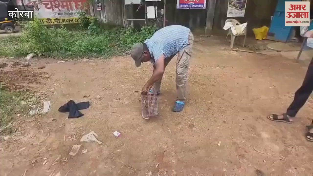 A five foot snake got stuck in a plastic basket at a ration shop in Korba