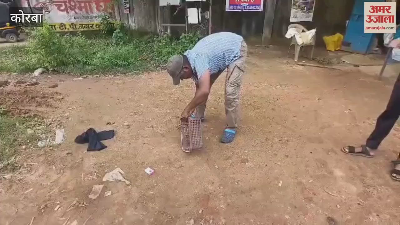 A five foot snake got stuck in a plastic basket at a ration shop in Korba