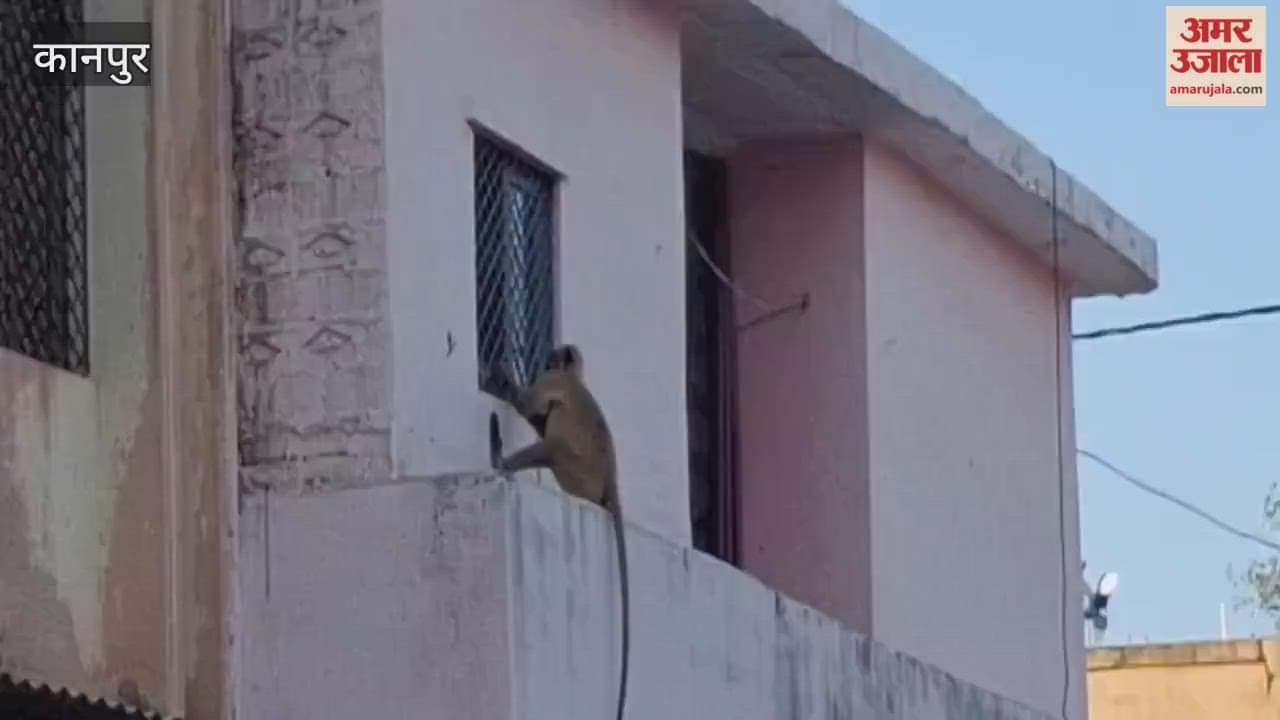 monkey was seen stealing bread from a kitchen window in Bhitargaon