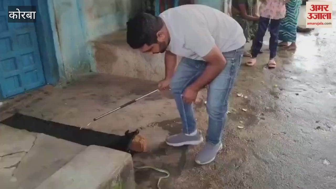 green bamboo pit viper snake was found in Korba while a cobra was hissing inside a sound box