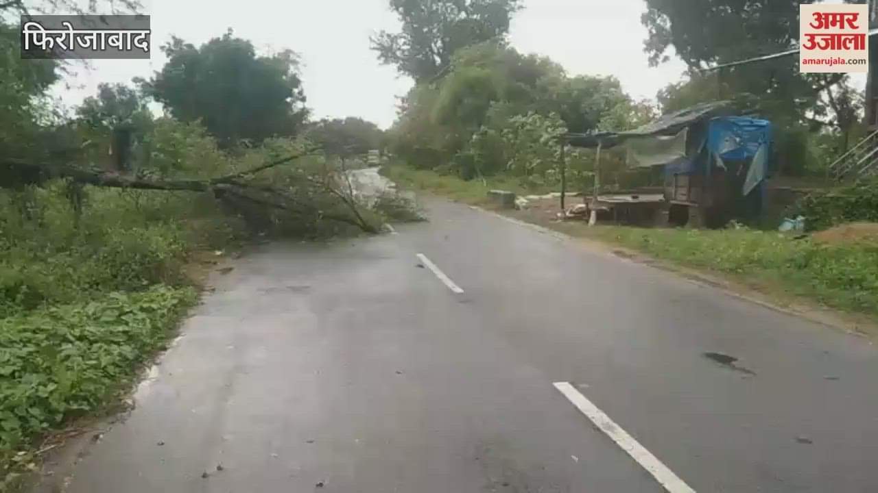 Tree fallen on road in firozabad