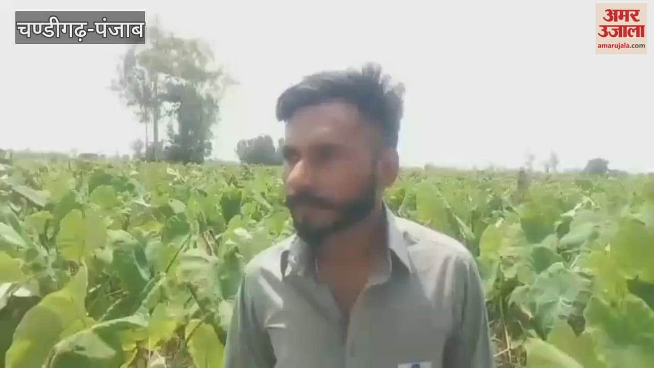 distress among farmers in the border belt of Ferozepur