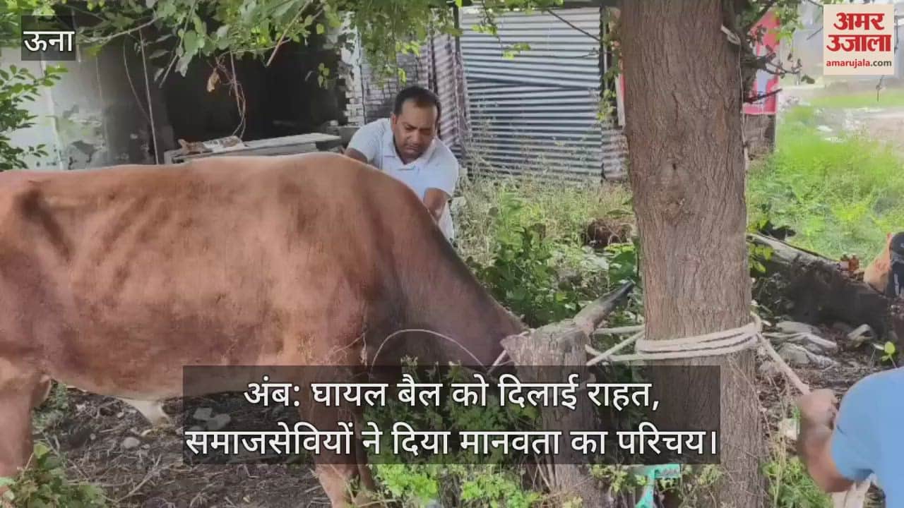 Relief provided to injured bull, social workers showed humanity