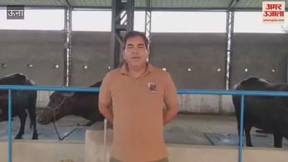 Una The state first Murrah breeding dairy farm is located in Barnoh Una Nine purebred buffaloes have been brought in for initial operations