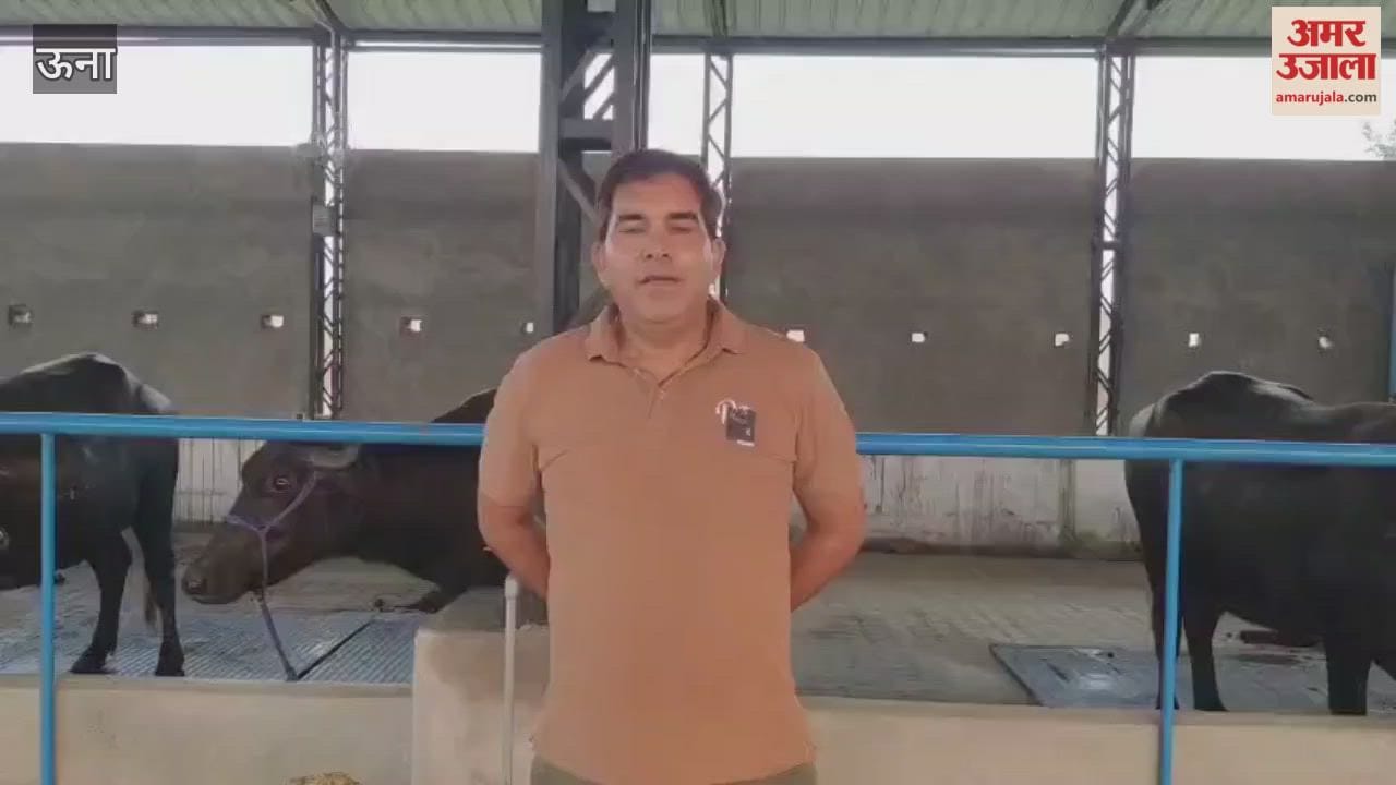 Una The state first Murrah breeding dairy farm is located in Barnoh Una Nine purebred buffaloes have been brought in for initial operations