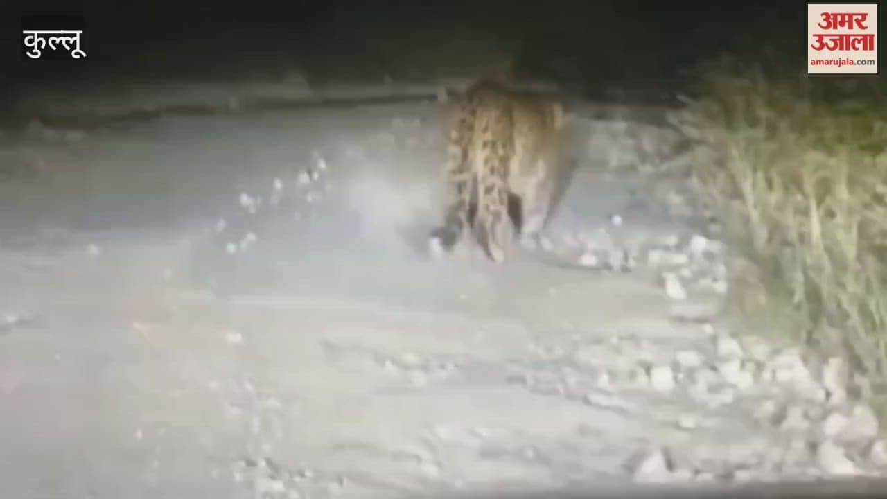 Kullu Leopard spotted near Pujarli school villagers in panic