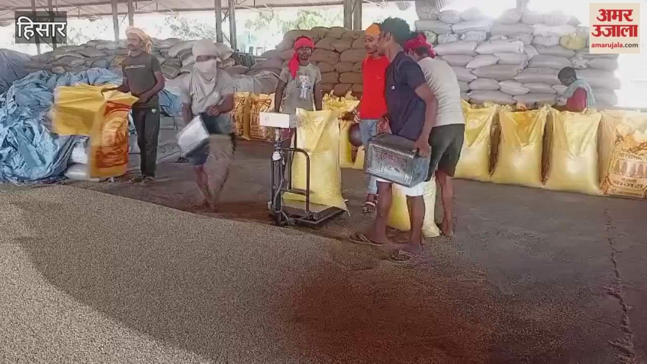 color of millet has faded in Hisar; moisture content is also high, resulting in no government procurement.