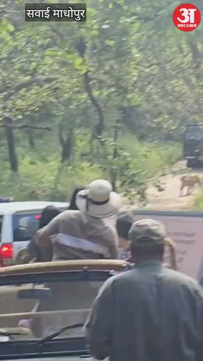 Sawai Madhopur News: Tigress Sultana's catwalk seen in Ranthambore, traffic halted for 15 minutes