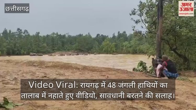 Video Viral: रायगढ़ में 48 जंगली हाथियों का तालाब में नहाते हुए वीडियो, सावधानी बरतने की सलाह