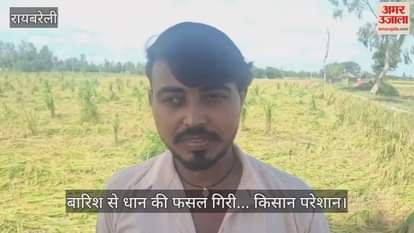 रायबरेली में बारिश से धान की फसल गिरी... किसान परेशान