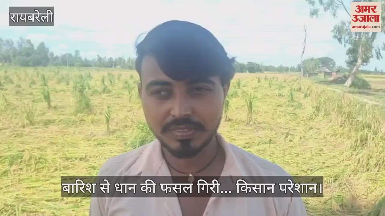 रायबरेली में बारिश से धान की फसल गिरी... किसान परेशान