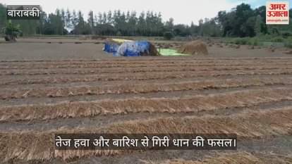 बाराबंकी में तेज हवा और बारिश से गिरी धान की फसल, किसानों की मेहनत पर फिरता दिख रहा पानी