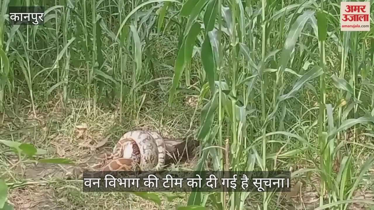 कानपुर: अजगर ने निगला राष्ट्रीय पक्षी मोर, ग्रामीणों ने पास जाने की हिम्मत नहीं जुटाई