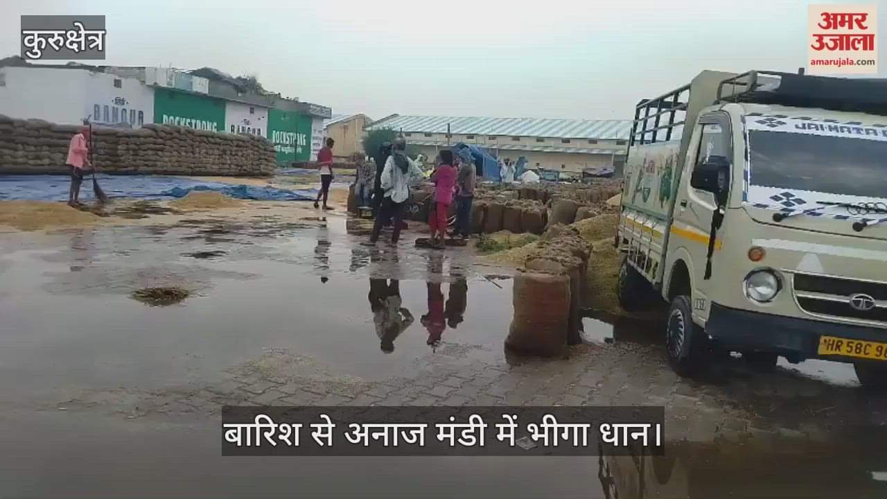 Paddy was drenched by heavy rain