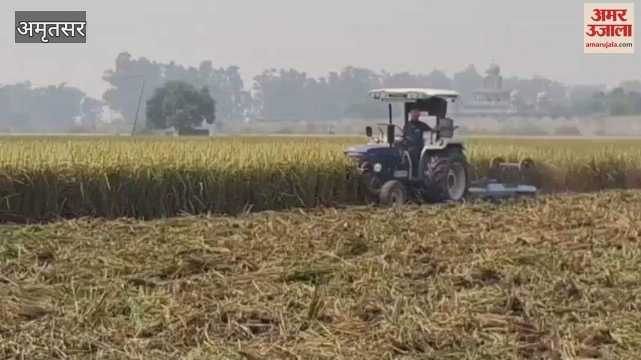In Kotli Amb village of Ajnala, a farmer drove a tractor over standing crops