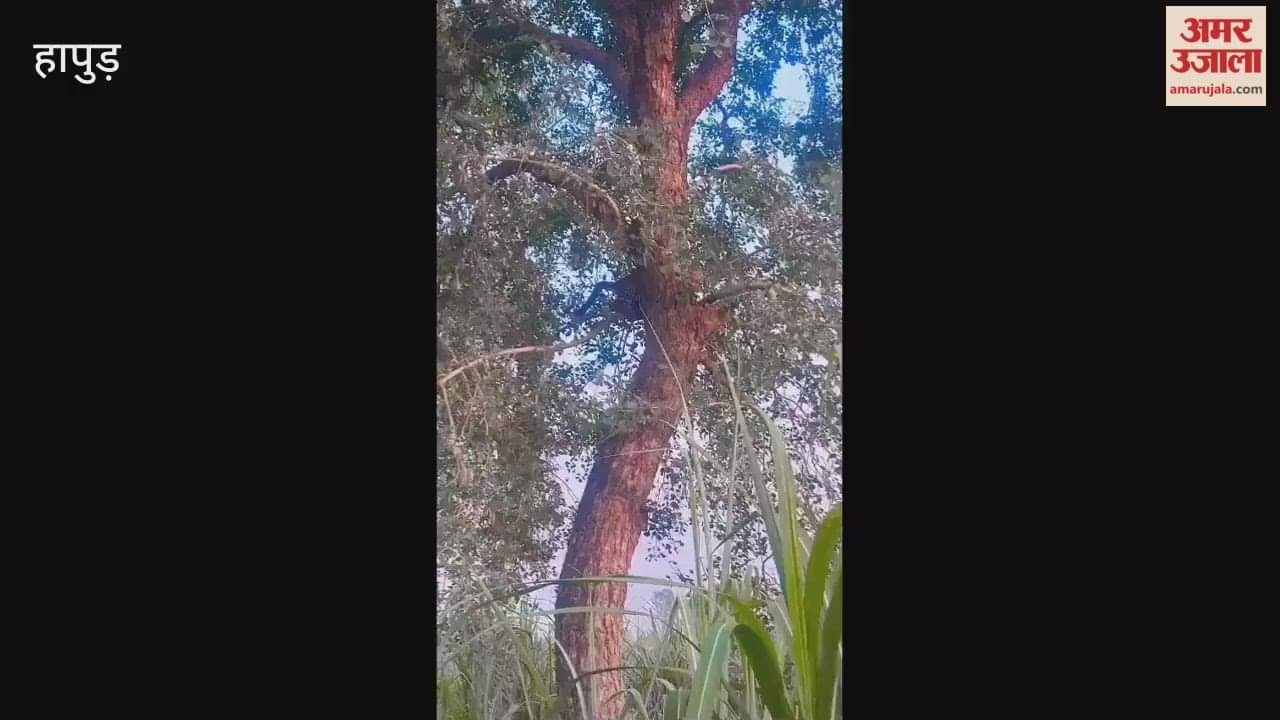 Leopard seen sitting on a tree near farm in Garhmukteshwar