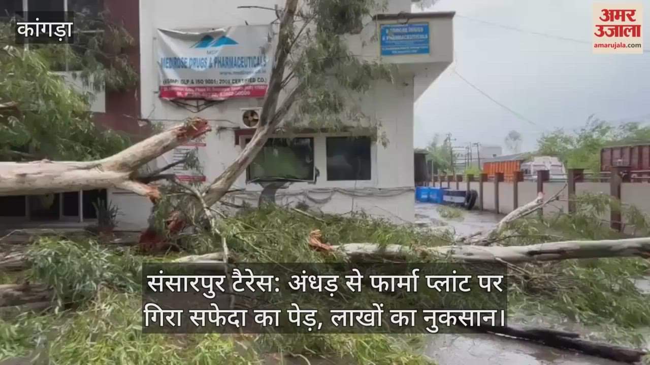 Sansarpur Terrace: A storm caused a safflower tree to fall on a pharmaceutical plant, causing damage worth lakhs.