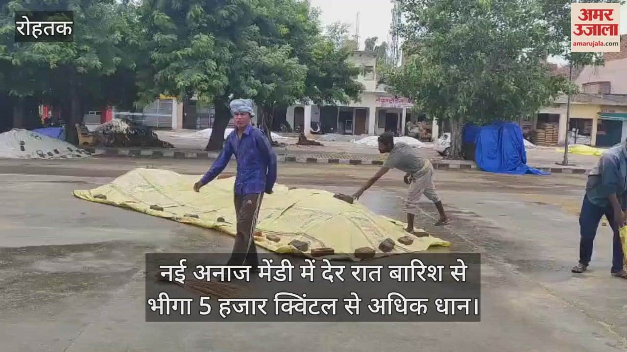 रोहतक में नई अनाज मंडी में देर रात बारिश से भीगा 5 हजार क्विंटल से अधिक धान