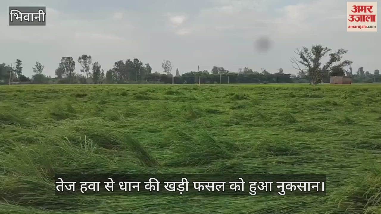 Strong winds damaged standing paddy crops