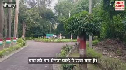 VIDEO: गुस्से में दिखा बाघ, खाया पांच किलो मीट... पकड़ने के बाद वन चेतना पार्क में रखा गया