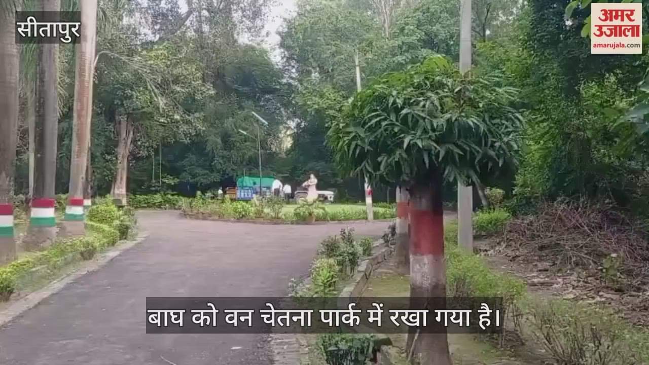 VIDEO: गुस्से में दिखा बाघ, खाया पांच किलो मीट... पकड़ने के बाद वन चेतना पार्क में रखा गया