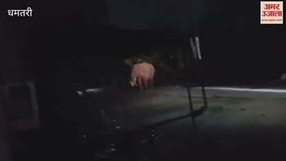 There was an uproar when a tusker elephant reached the collectorate bungalow in Dhamtari