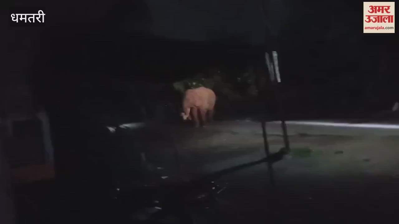 There was an uproar when a tusker elephant reached the collectorate bungalow in Dhamtari