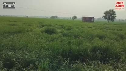 Paddy crop was flattened due to strong winds in Bhiwani