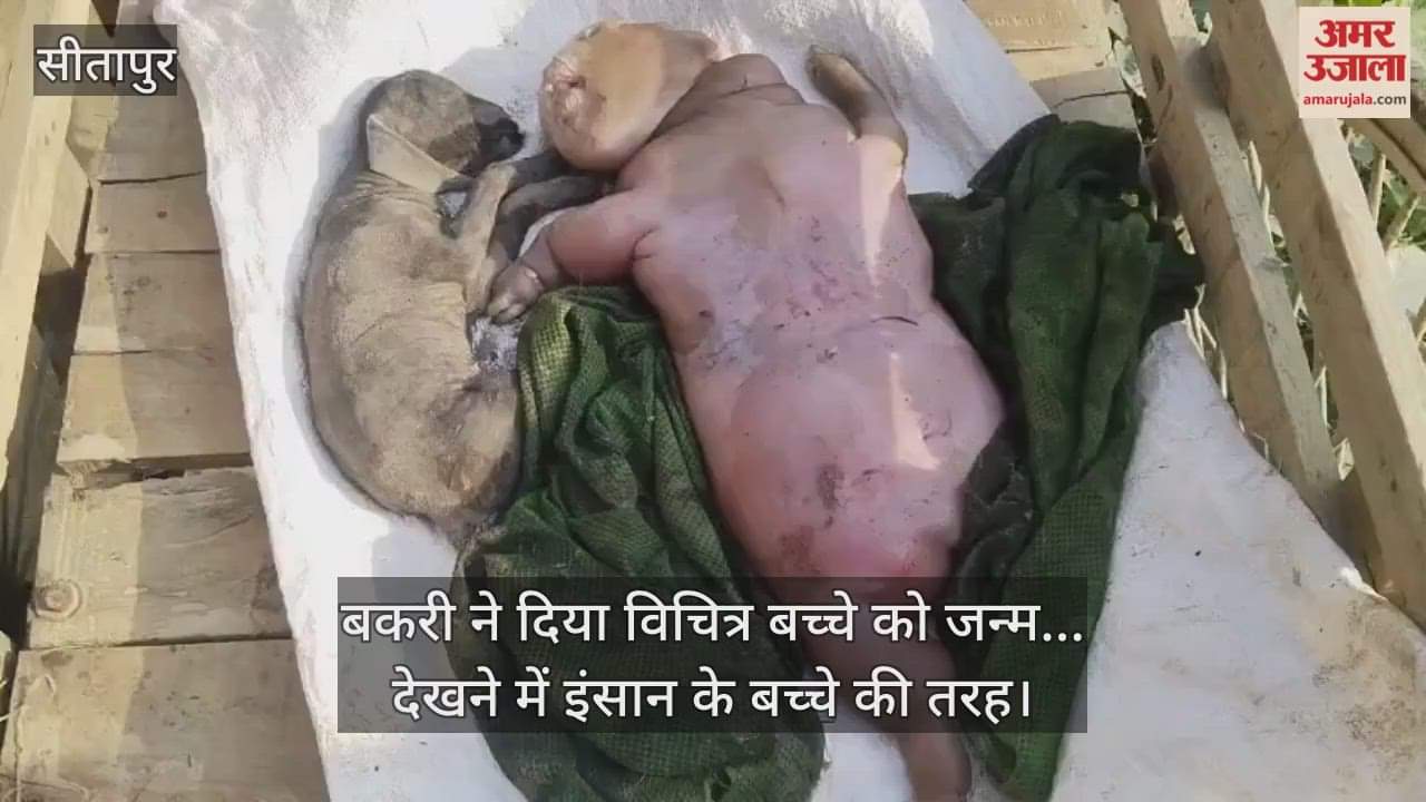 सीतापुर में बकरी ने दिया विचित्र बच्चे को जन्म... देखने में इंसान के बच्चे की तरह; देखने वालों की लगी भीड़