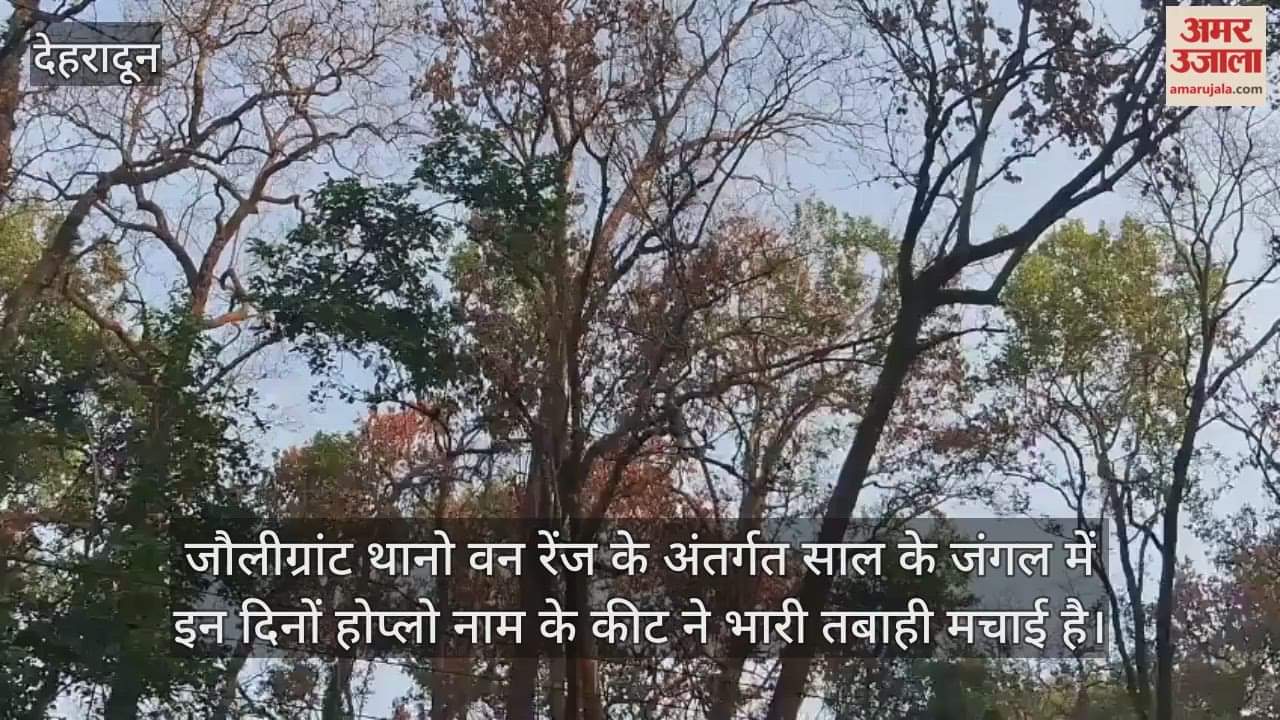 Hoplo insect wreaks havoc in Thano forest range, many Sal trees dry up