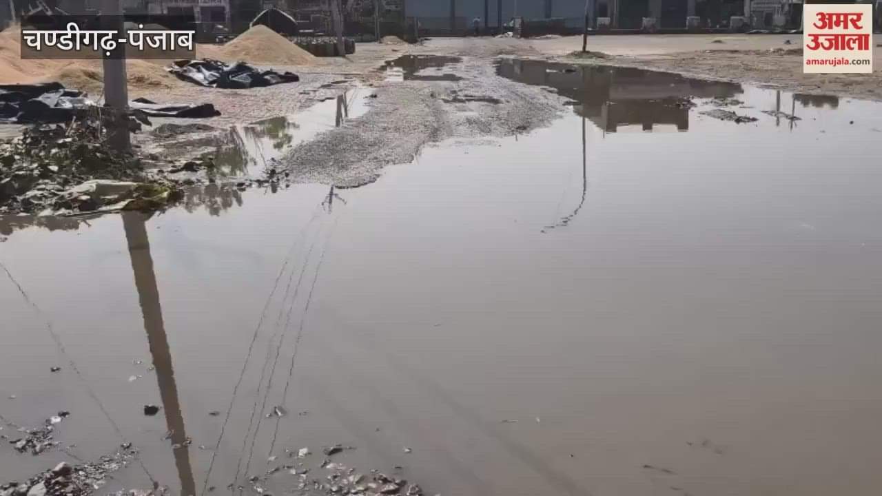 Rain in Ferozepur soaked paddy crops in Mandi