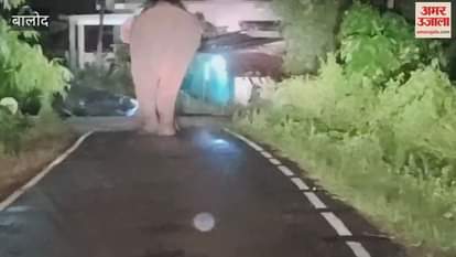 Video: गुरुर क्षेत्र फिर दंतैल हाथी की दहशत में, फसलों को पहुंचाया भारी नुकसान