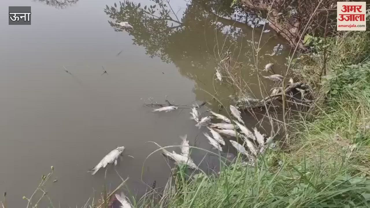 Una Hundreds of fish die in pond causing panic fear of epidemic