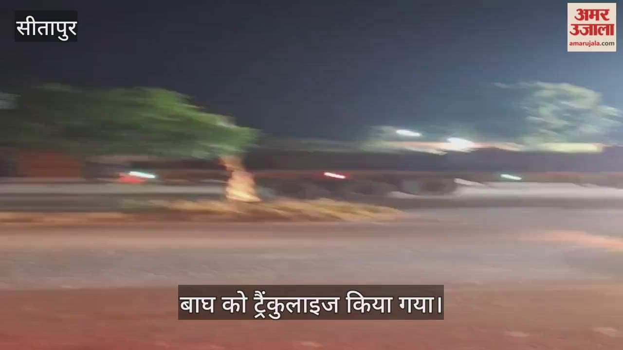 VIDEO: दो महीने से आतंक का पर्याय बने बाघ को ट्रैंकुलाइज किया गया, ग्रामीणों का दावा- अभी दो शावक और हैं