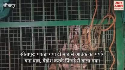 सीतापुर: पकड़ा गया दो माह से आतंक का पर्याय बना बाघ, बेहोश करके पिंजड़े में डाला गया