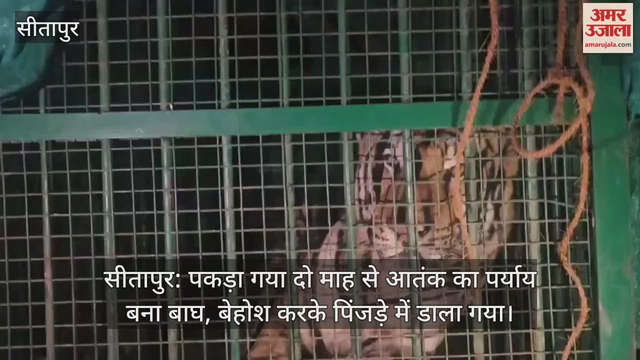 सीतापुर: पकड़ा गया दो माह से आतंक का पर्याय बना बाघ, बेहोश करके पिंजड़े में डाला गया