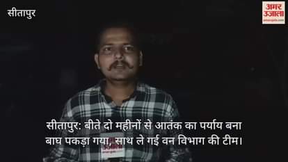 सीतापुर: बीते दो महीनों से आतंक का पर्याय बना बाघ पकड़ा गया, साथ ले गई वन विभाग की टीम