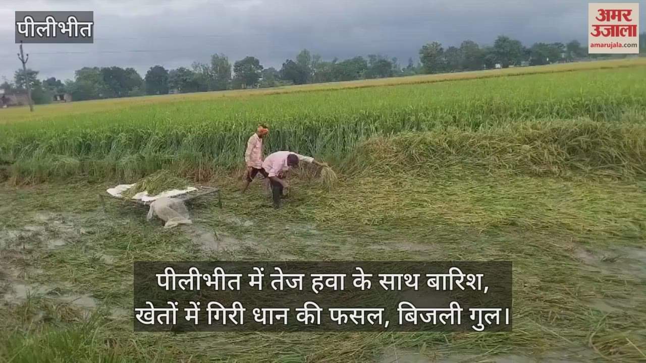Heavy winds and rain in Pilibhit destroyed paddy fields