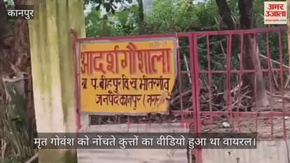 कानपुर: गोशाला में गोवंश को नोचते रहे कुत्ते, परियोजना निदेशक ने बीडीओ को सौंपी जांच