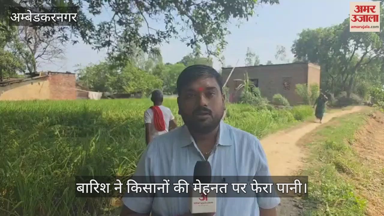 अंबेडकरनगर में बारिश ने किसानों की मेहनत पर फेरा पानी, हवा से गिरी फसलें; पानी भरने से बर्बाद