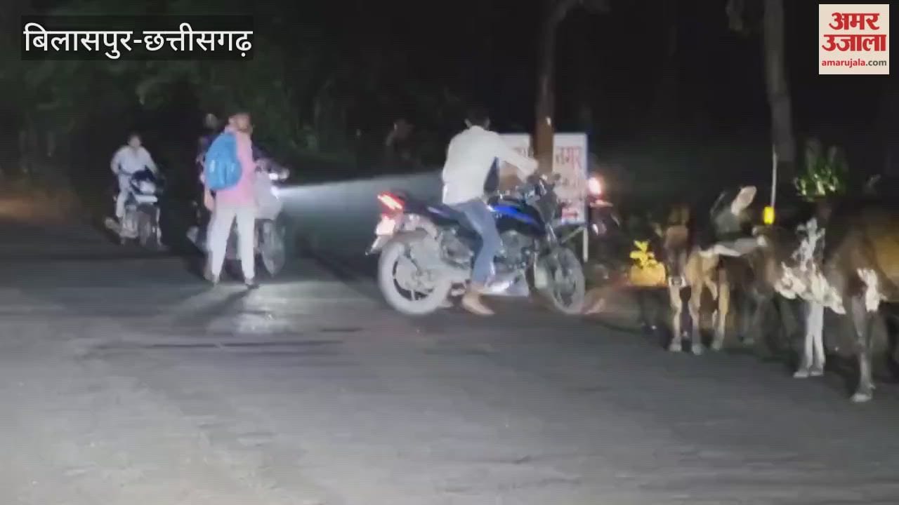 Video: बिलासपुर-महमंद क्षेत्र में पागल सांड का आतंक, पांच लोग घायल