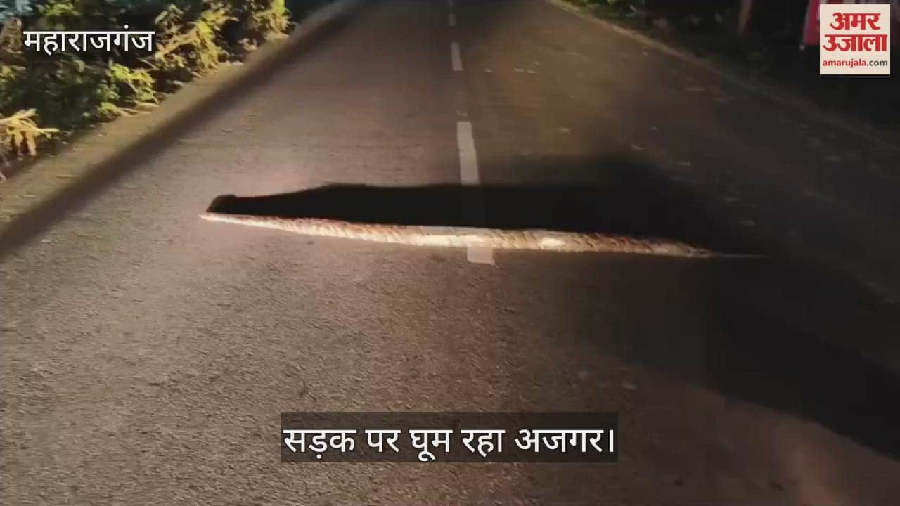 A python was seen in Chiutha, it was in the middle of the road at night.