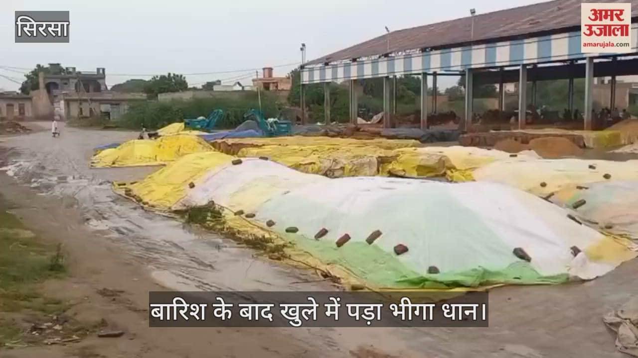 Wet paddy lying in the open after rain