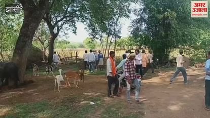 Video: Forest department team barely caught the ferocious buffalo, villagers breathed a sigh of relief.