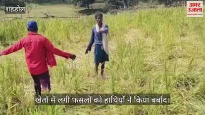 Wild elephants continue their rampage in the Byauhari region, destroying crops in the fields.